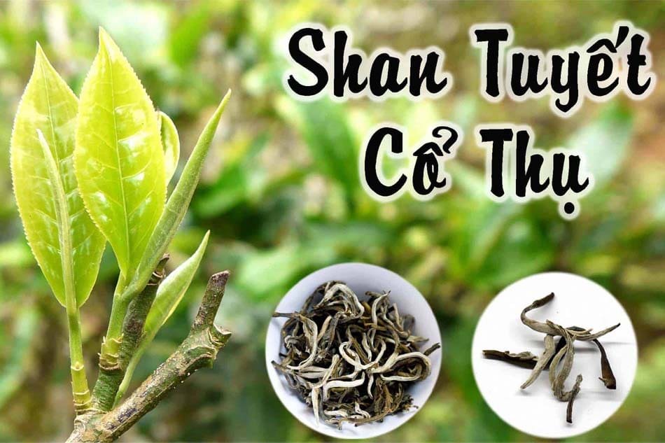 Khái Quát Về Trà Shan Tuyết