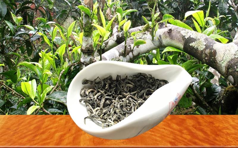 Trà Shan Tuyết cổ thụ trên 700 năm tuổi đặc biệt ?